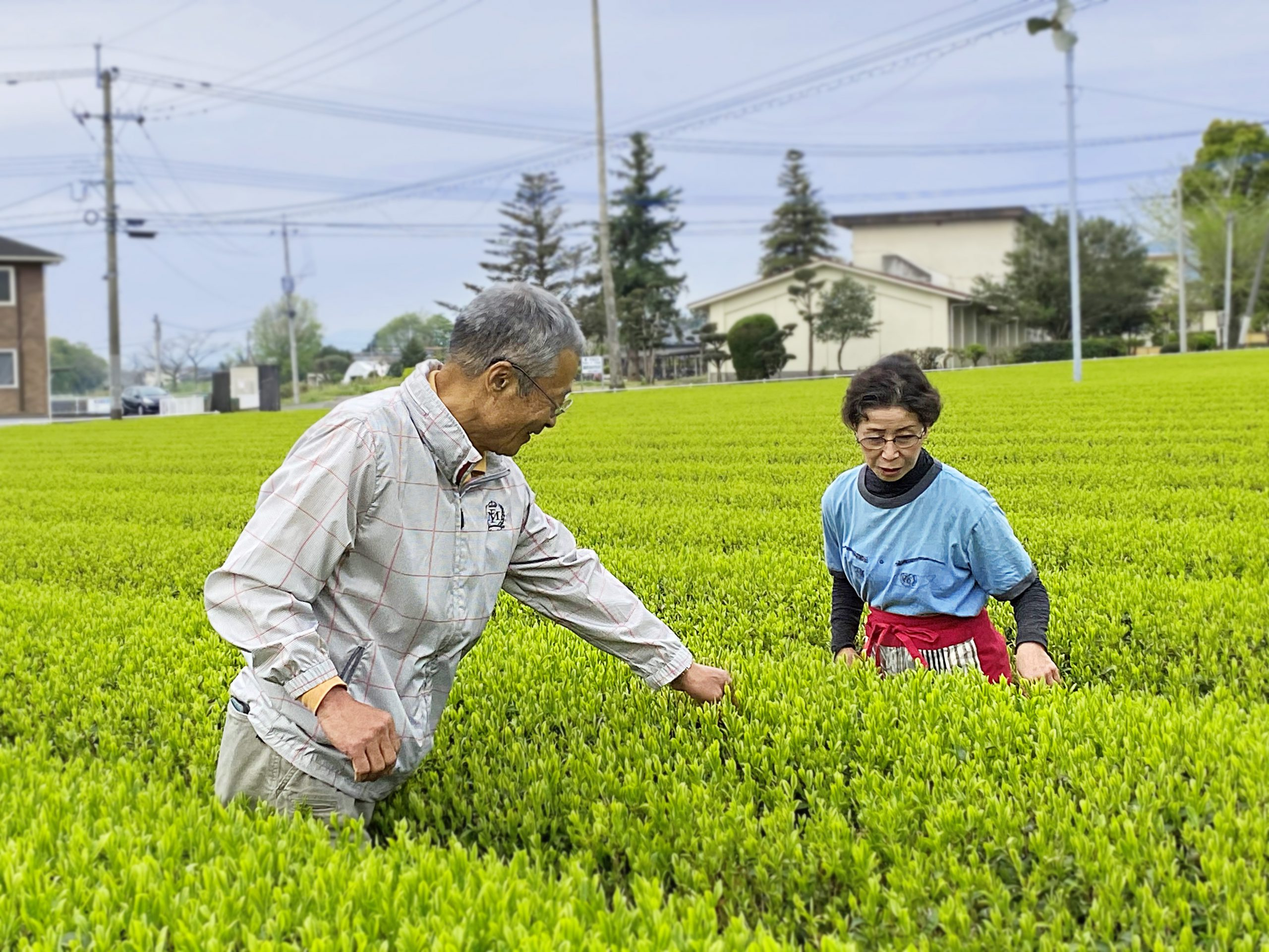 shincha-tee-morimoto