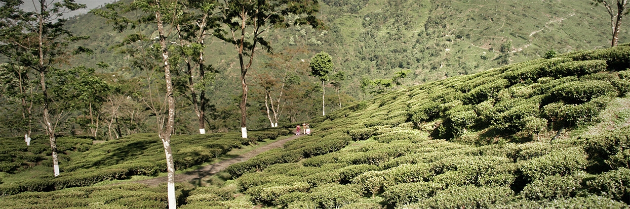 Darjeeling Flugtee 2019