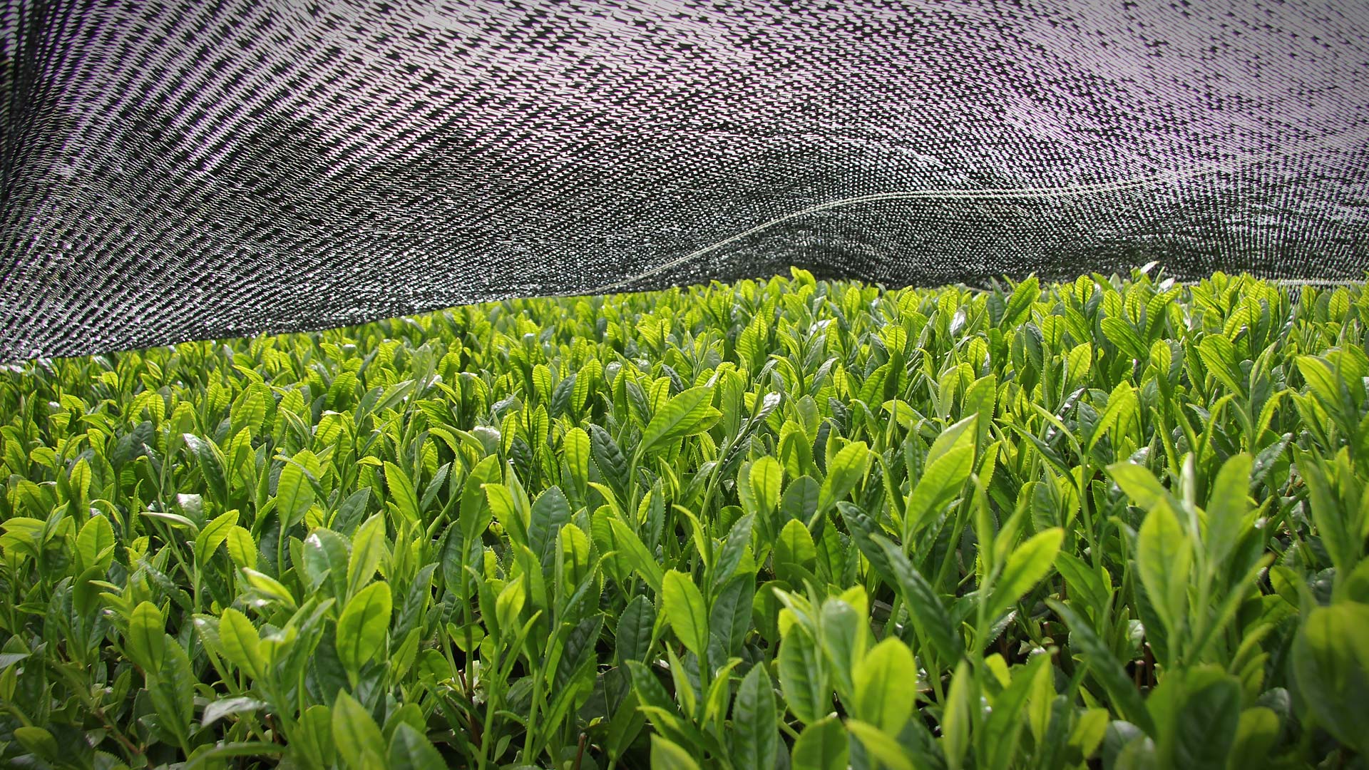 Beschattung Japan Biotee Shincha