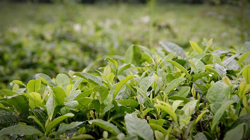 Biotee Plantager Grüner Tee