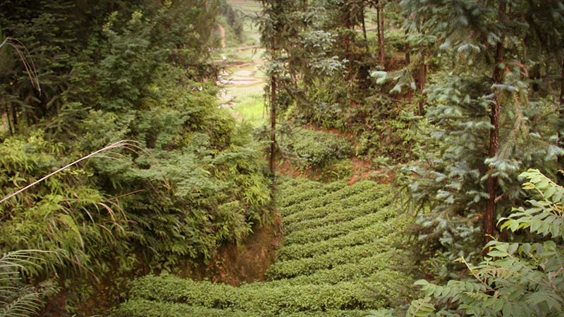 Teegarten tai Ping Hui Kui