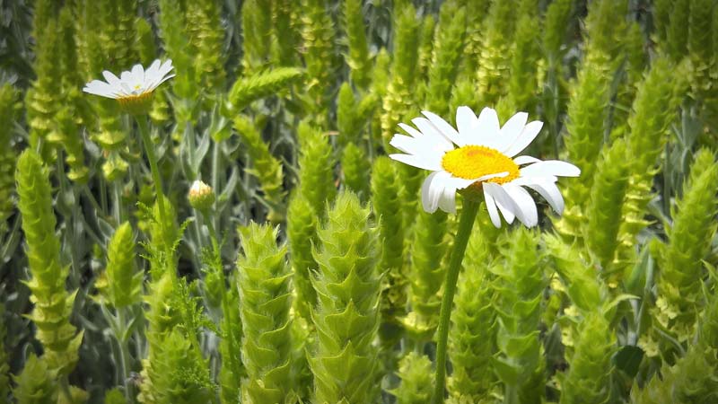 bergtee-blüte