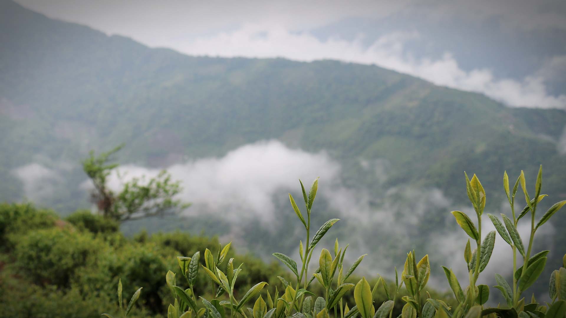 oolong tee taiwan four seasons