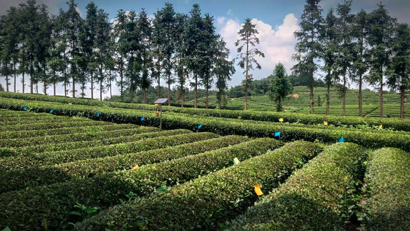 Teeplantage Biotee Pouchong Oolong
