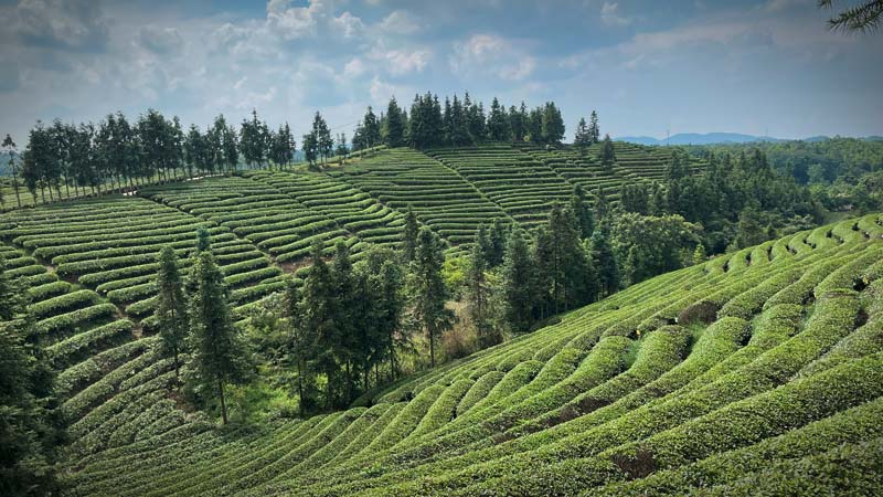 Teeplantage Pouchong oolong Biotee