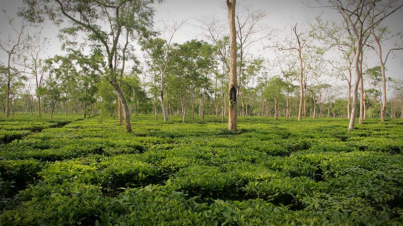 teeplantage biotee assam
