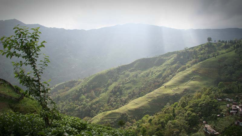 Biotee Plantage Darjeeling