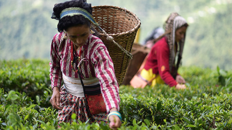 darjeeling-flugtee-2021