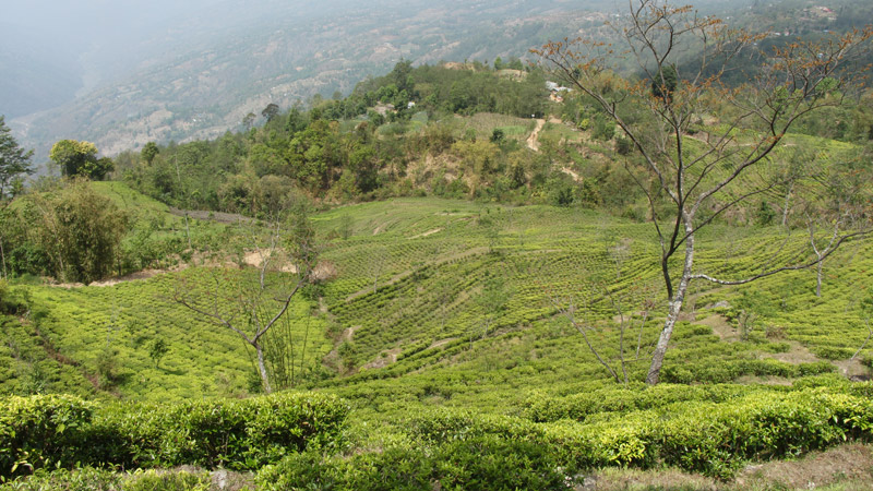 darjeeling-flugtee-2021-ornage-valley