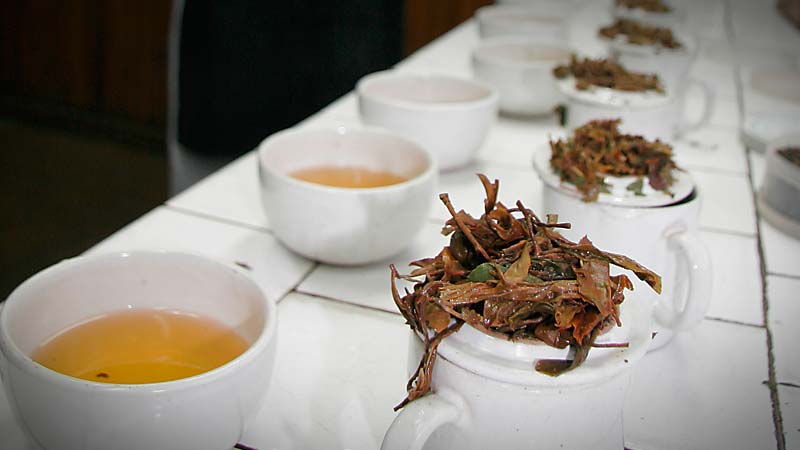 Teeplantage Phoobsering Darjeeling Biotee