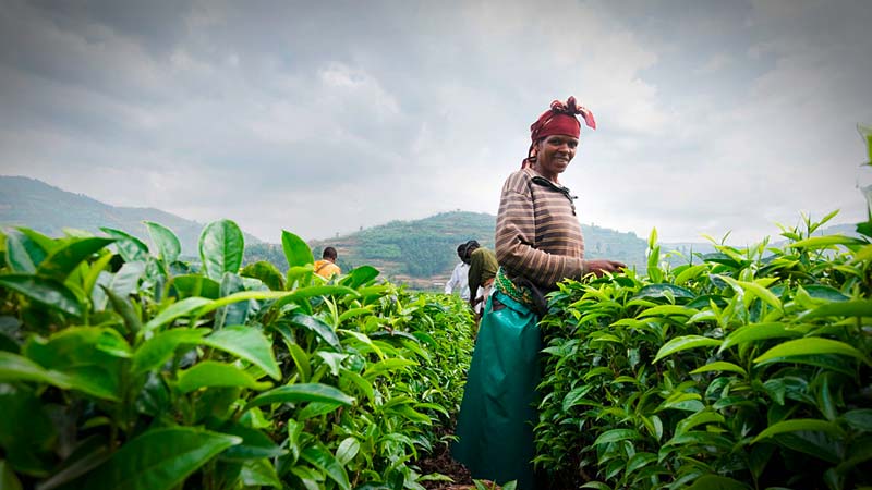 Biotee Plantage Afrika Ruanda Rukeri