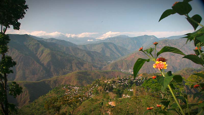 Teeplantage Biotee Phoobsering Darjeeling