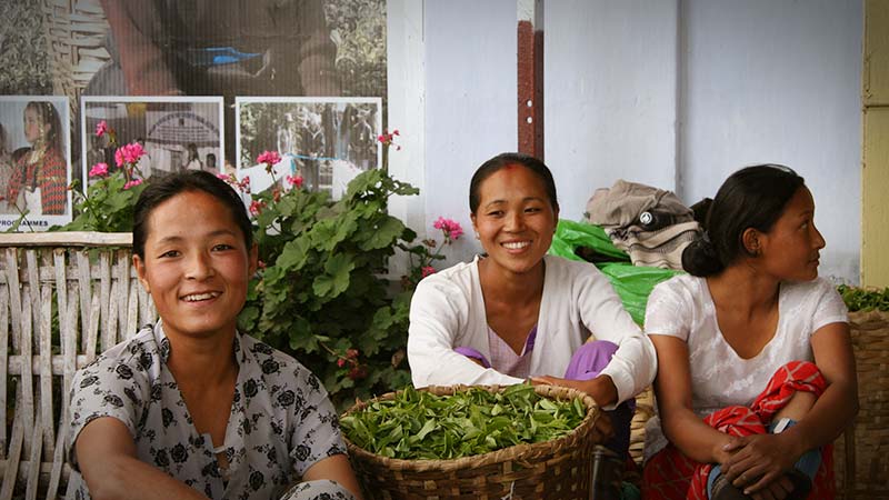 darjeeling-biotee-tumsong