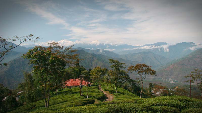 darjeeling biotee tumsong