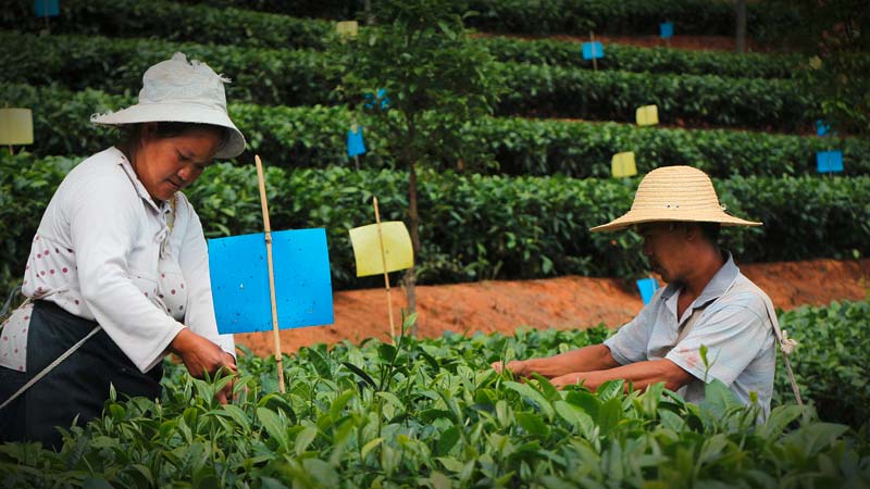 yunnan biotee pflückung