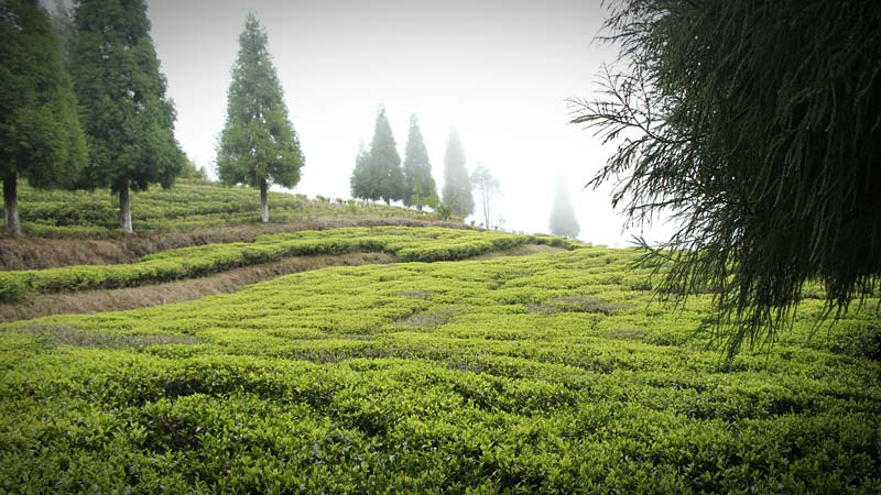 Nepal Biotee Plantage Guranse