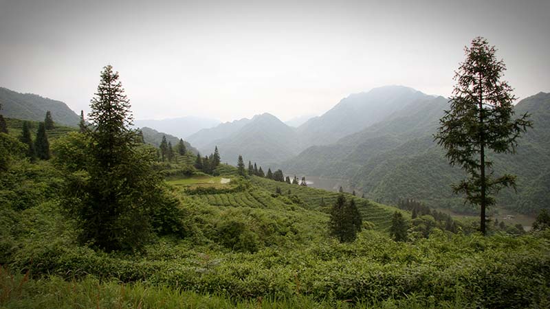 teeplantage Qingshan